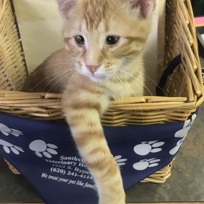 Opey Clinic Cat photo
